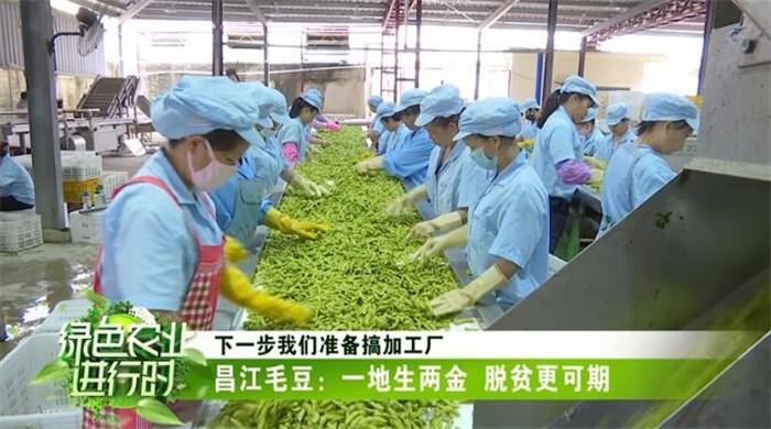 毛豆产品展示