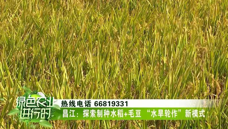 水稻产品