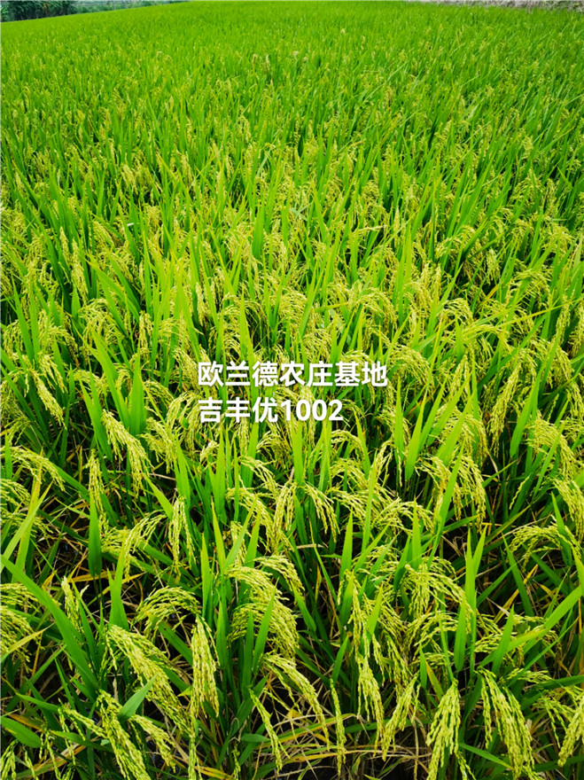水稻种植基地展示